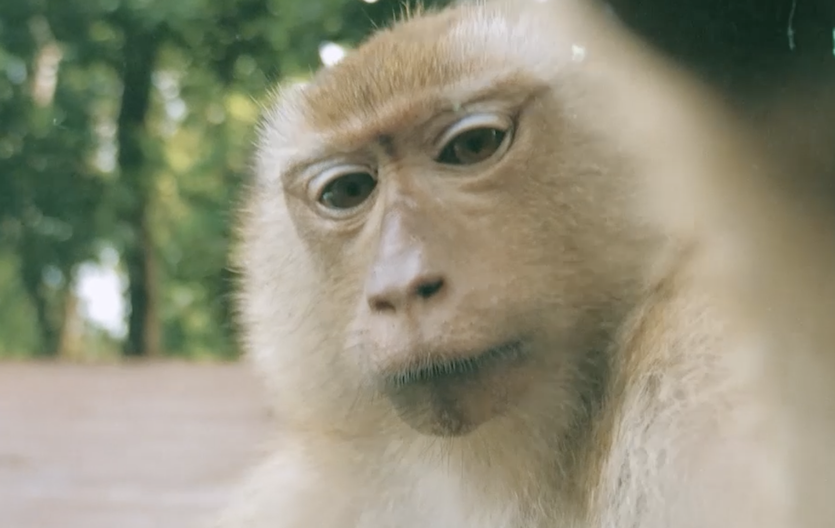 takeoff monkey